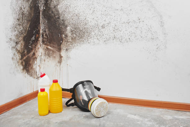 Professional Mold Removal in Mahomet, IL