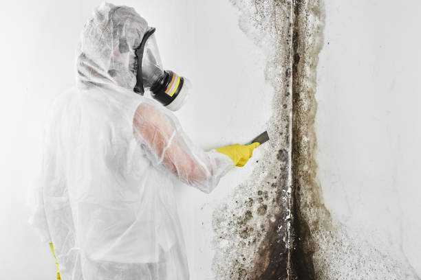 Home Mold Removal in Mahomet, IL