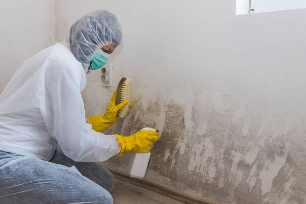 Best Office Mold Removal Services  in Mahomet, IL