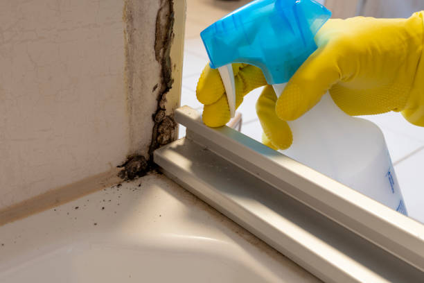 Best Black Mold Removal  in Mahomet, IL