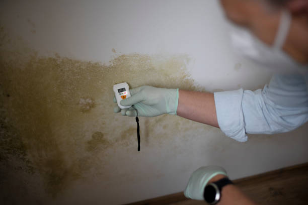 Best Emergency Mold Removal  in Mahomet, IL