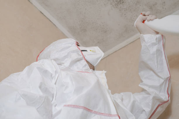 Best Attic Mold Removal  in Mahomet, IL