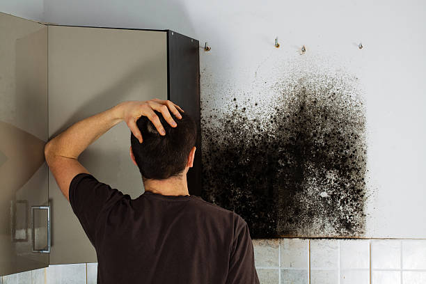 Best Toxic Mold Removal  in Mahomet, IL