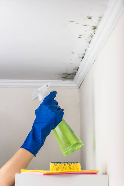 Mold Testing and Removal in Mahomet, IL